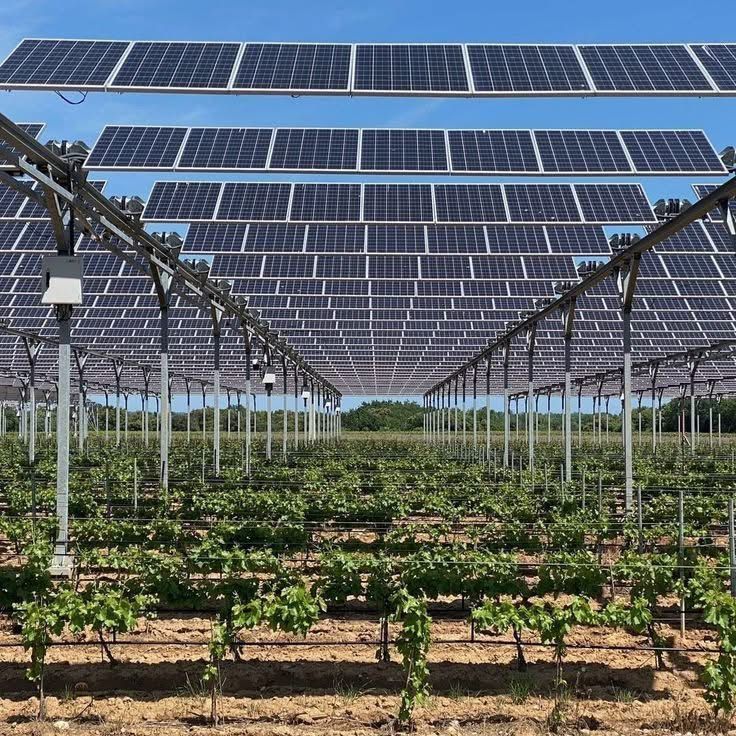 Agrivoltaic solar panels installed above cultivated farmland